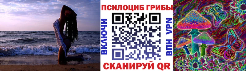 Псилоцибиновые грибы Psilocybe  сколько стоит  Высоцк 